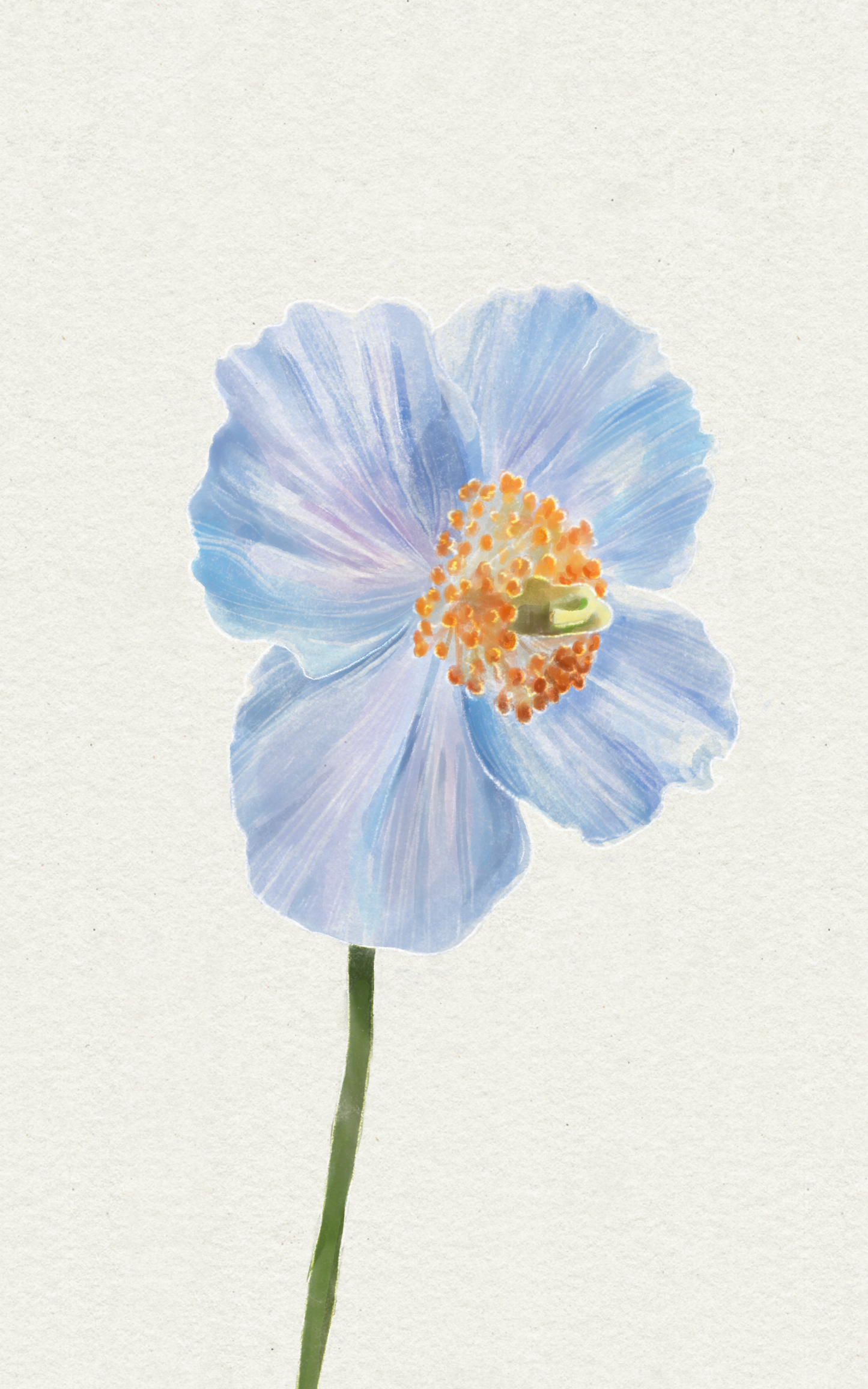 Himalayan Poppy