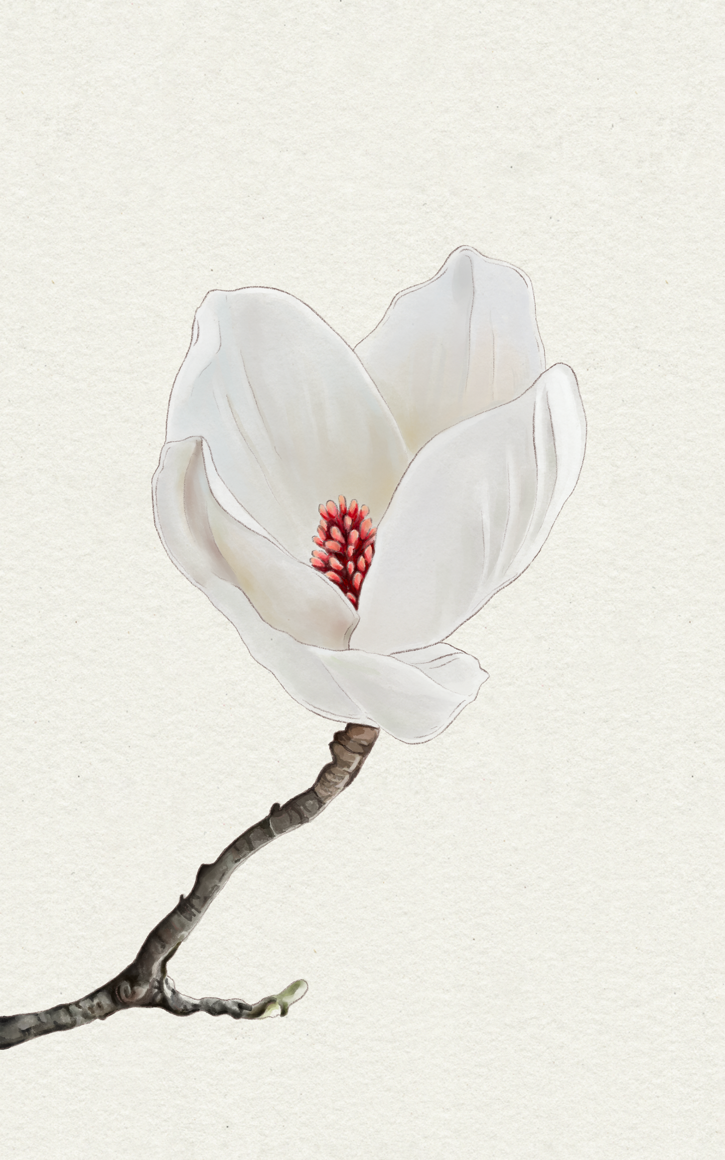 Magnolia