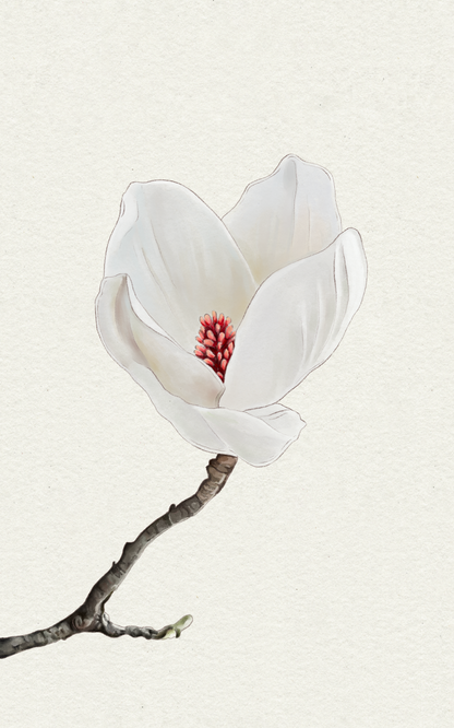 Magnolia